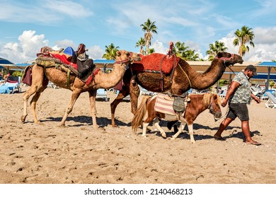 Hurghada, Egypt - October 17, 2021: Male Tour Guide Leads Camels And Ponies Along The Sea Beach Next To Vacationing Tourists