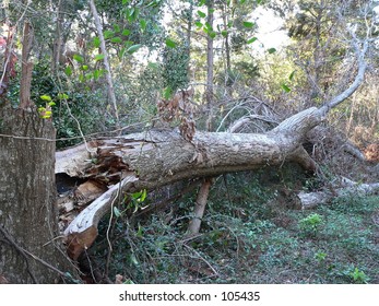 Hurricane Aftermath Ivan Tree Ground Root Devastation Devastate