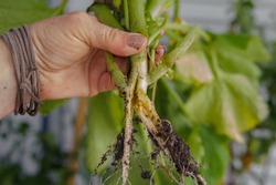 Hurricane Barry's Winds Pulled The Squash Plants Up And Showed Signs Of Infection From The Squash Vine Borer, A Worm That Lives Inside The Steam Of The Plant, Located In Delcambre, South Louisiana.