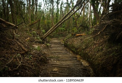 hurricane damage in a forest in Dominica, February 2018