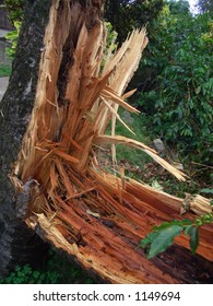 HURRICANE DAMAGE. The Result Of Hurricane Ivan On A Tree In A Coffee Farm In The Blue Mountains, Jamaica, Caribbean.