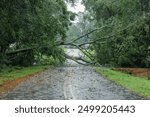 Hurricane damage to a tree on Florida house backyard. Fallen down big tree after tropical storm winds. Consequences of natural disaster