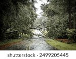 Hurricane damage to a tree on Georgia neighborhood street. Fallen down big tree after tropical storm winds