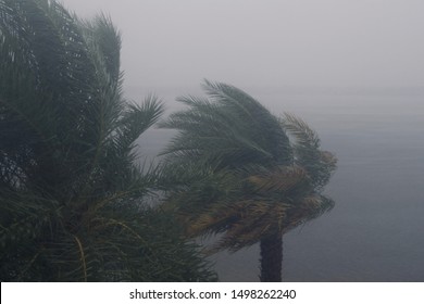 HURRICANE DORIAN:  South Florida, September 2, 2019 - Trees during storm, wind and rain - Tropical Storm from HURRICANE DORIAN