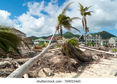 Hurricane Irma aftermath destruction to some of st.maarten/stmartin beaches blowing down trees and uprooting some on the beach. 