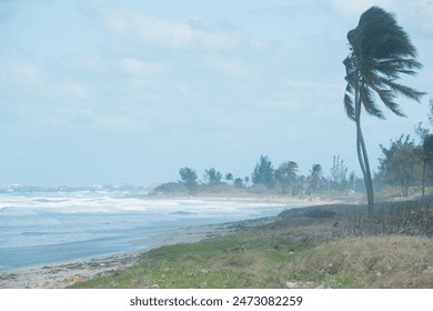 hurricane on the coast of America, strong wind, storm, palm trees, bad weather, Cuba, Florida, hurricane time - Powered by Shutterstock