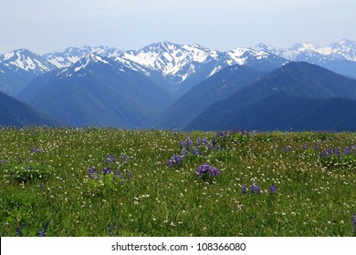 Hurricane Ridge in Olympic National Park in the summer