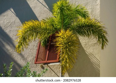 Hurricane Shutter, Slightly Open, Partly Shaded By A Palm Tree Next To Stucco Wall Of A Building In Morning Sunlight On A Barrier Island Along The Gulf Coast Of Southwest Florida