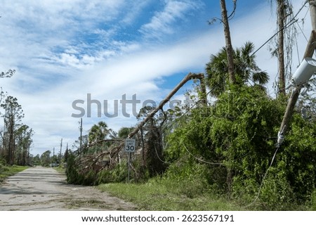 Hurricane wind broken tree damaged power line and communication wire in Florida. Damage to grid after natural disaster