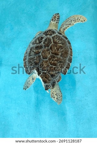 Hurt sea turtle with a broken shell