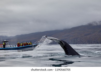 Husavik, Iceland, 9/12/2018 Whale Safari