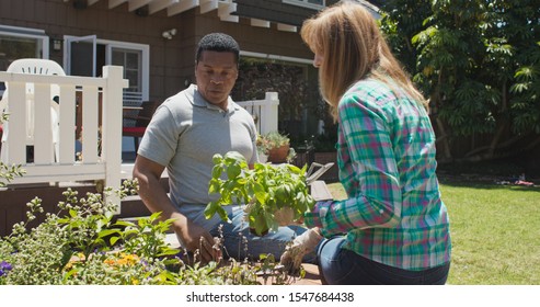 Husband and wife planting garden in their backyard and smelling sweet basil plant. African American and Caucasian couple transplanting herb to garden flower bed - Powered by Shutterstock