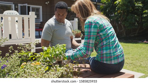 Husband and wife planting garden in their backyard and smelling sweet basil plant. African American and Caucasian couple transplanting herb to garden flower bed - Powered by Shutterstock