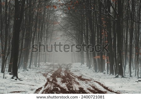 In the hushed embrace of a wintry fog, a snowy path beckons through a silent forest. The ethereal mist veils the trees, casting an otherworldly spell over the tranquil landscape.