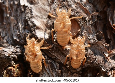 823 Cicada husk Images, Stock Photos & Vectors | Shutterstock