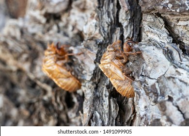 Husk Cicada On Pine Tree Macro Stock Photo (edit Now) 1491099905