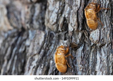 823 Cicada husk Images, Stock Photos & Vectors | Shutterstock