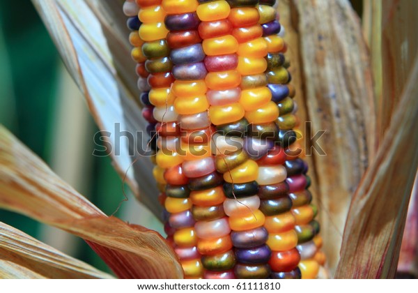 Husk of\
colorful Indian corn ready to be\
harvested