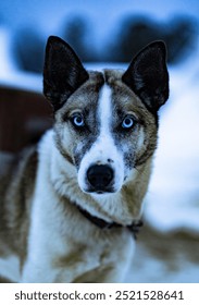Huskey in the artic circle