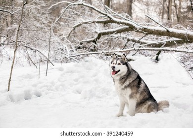 Huski is sitting on white snow around the forest with lots of trees