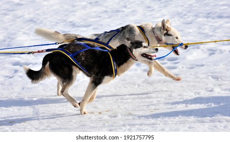 犬ぞり の写真素材 画像 写真 Shutterstock