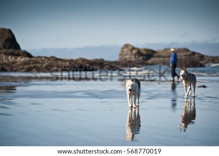 huskies dogs taking a walk with a woman in beach of Ruby Beach, Olympic National Park,Washington State, USA