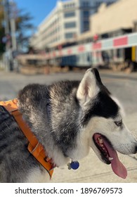 Huskies Near Olympic Sculpture Park