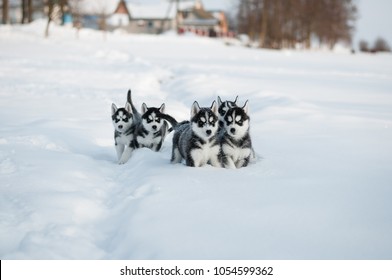 Huskies Playing in the Snow - Powered by Shutterstock