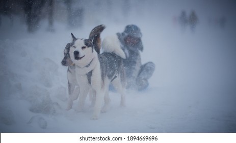 Huskies Playing In The Snow During Winter Storm