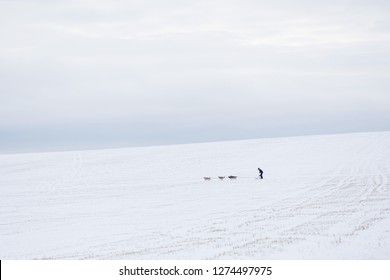 Huskies pull sledges.  Winter landscape. White background. 