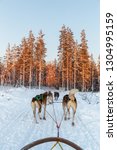 Huskies pulling a sledge into the forest at sunset in Lapland, Finland.