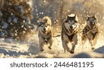 Huskies running in harness, sled dogs