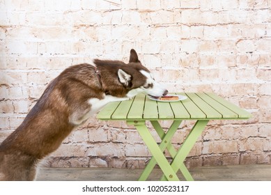 Husk's dog steals a piece of sausage from the table in secret from the owners.