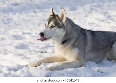 husky