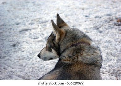 Husky