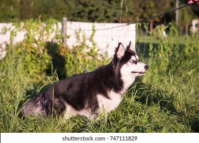 Husky