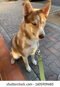 Husky Akita Mix On A Walk