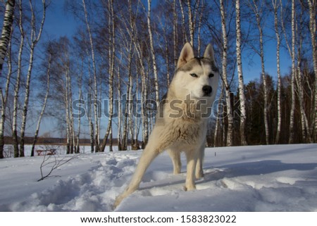 Similar – Image, Stock Photo White Samoyed dog beside lantern in snowy Lapland