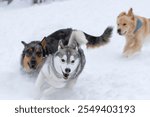 Husky being chased by other dogs through fresh powdery snow.