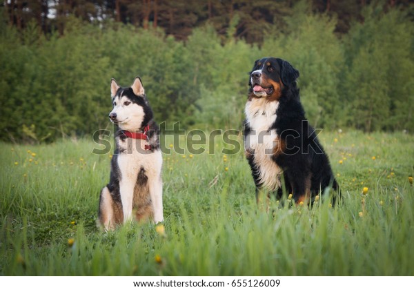 husky bernese mountain dog