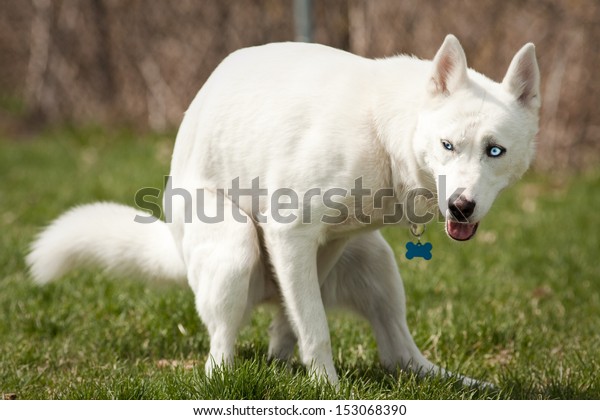犬の公園で青い目をしかめるハスキー の写真素材 今すぐ編集