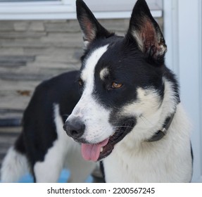 Husky Border Collie Mix Dog