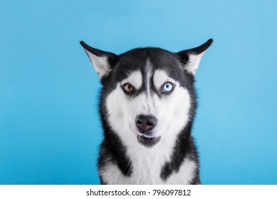 the Husky breed dog is funny growls
 - Shutterstock ID 796097812