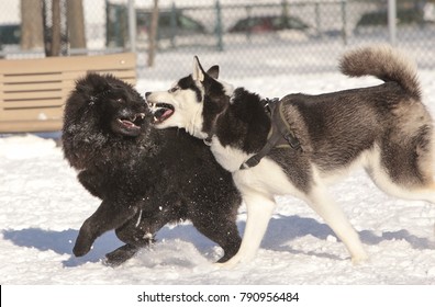 Husky And Chow Chow Dog Playing Fighting Game