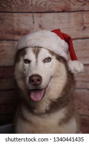 Husky Chrismast Theme