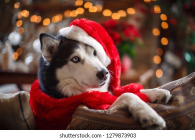 Husky Christmas Greetings