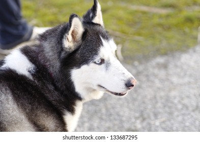 husky close up