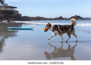 A Husky Collie  Mix Dog Playing At The Beach