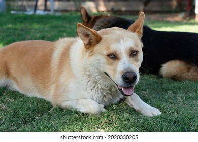 Husky Corgi Mix With German Shepard  In The Background 