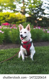 Husky Corgi Mix Sitting And Smiling In The Park In Front Of A Flower Bed